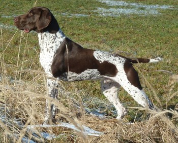 Dexter KS von der Königsleite Dexter KS von der Königsleite