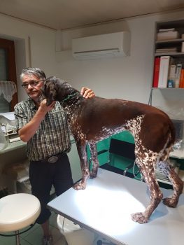 Leider hat sich Debora bei der Wasserarbeit am Vorderbein verletzt - wir mussten zum Tierarzt. Gott sei Dank ist "meiner" immer da!