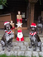Meine Nikoläuse